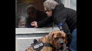 Therapy dog finds new way to visit nursing home residents
