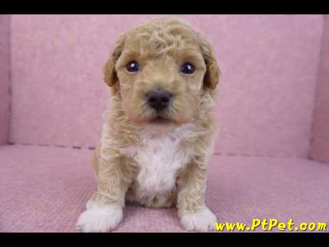 04/01泰迪比熊母幼犬1號