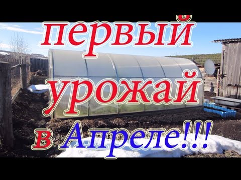 ПЕРВЫЙ УРОЖАЙ В ТЕПЛИЦЕ, КАК РАСТУТ ТОМАТЫ С ПОДОГРЕВОМ ГРУНТА, ПОДВЕСИЛ ЙОД