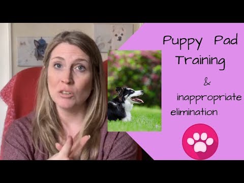 Dog Marking and Puppy Pad Training and Female Cat Marking