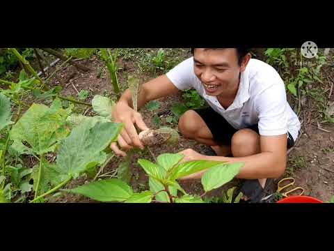 Tôm nấu canh củ cải trắng nhà trồng