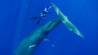 The Best Whale Moments Captured on Film  Top 5  BB