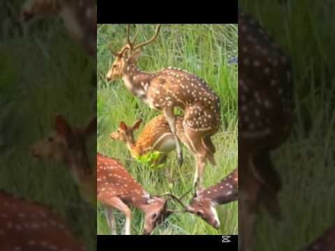 Wildlife photography shorts #wildsafari #wildanimals