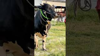 Download lagu 1100 kg heavyweight Friesian bull guided back to the barn by young shepherd 🐂🔥 mp3