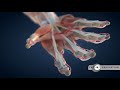 3D-Anatomie als Symbiose aus Kunst und Wissenschaft Video