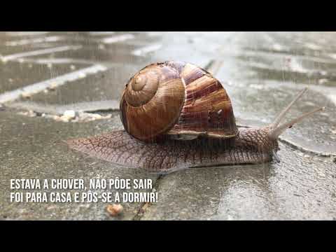 Sr. Caracol - Instrumental