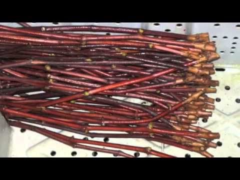 Grafting How Vitis vinifera was able to grow in the FL