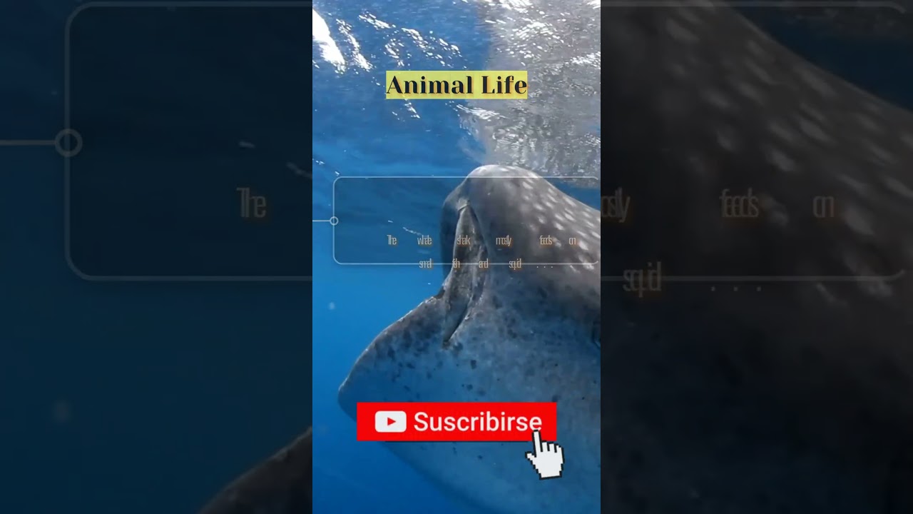 Whale shark #It's a fact