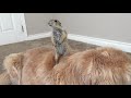 Baby prairie dog climb dog yahoo and fall on face