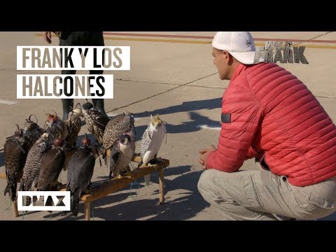 Así es el trabajo de los cetreros y los halcones de la base aérea de Torrejón de Ardoz | Wild Frank