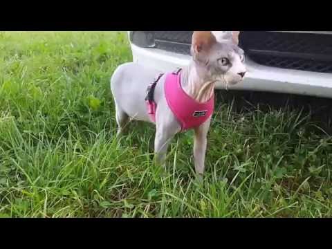 Sphynx cats outside experience