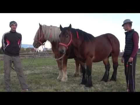 Armasarii lui Sorin de la Marisel, Cluj 2018