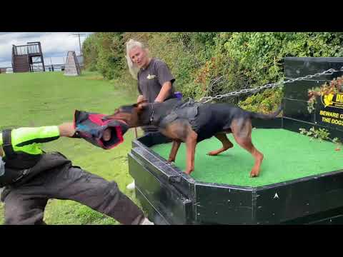 Chinese Red dog defence training Male and female