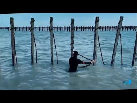 Mussels and oysters, Midye,  Mussel and Oyster Harvesting, Oyster process, Mussel,Midye ve İstiridye