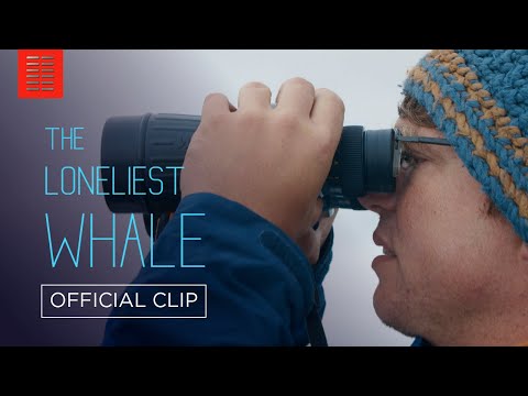 The Loneliest Whale: The Search for 52 (Clip 'Boom')