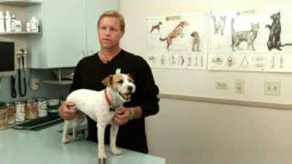 Syringomyelia: A canine neurological disorder