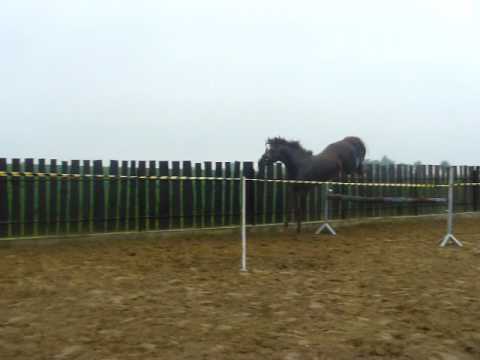 Mantus(Mefira/Acorino)