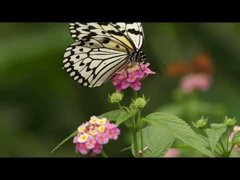 Opwekking 222 Doorgrond mijn hart