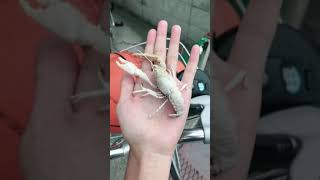 白いザリガニ？！を見つけました！