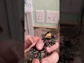 Pet Starling Complains about Being Given Medicine