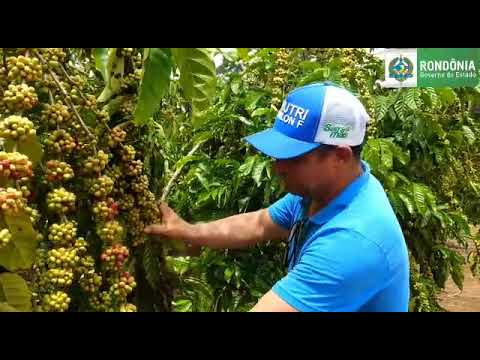 CAFÉ  ESPÉCIE ROBUSTA (CONILON) PRODUZ 160 SACAS POR HECTARE EM RONDÔNIA.