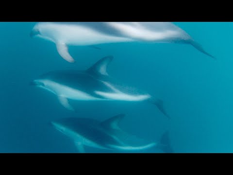 Dusky Dolphins OSC trip 23