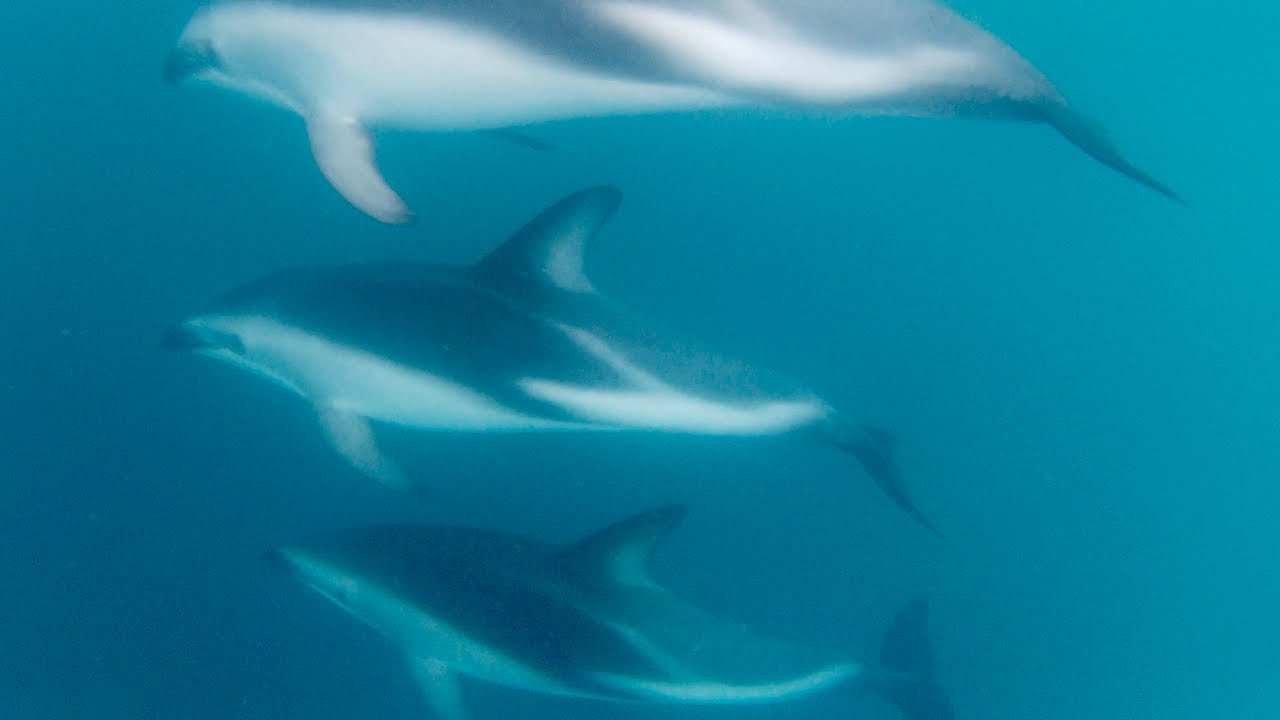 Dusky Dolphins OSC trip 23