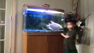 ctenopoma acutirostre leopard gourami