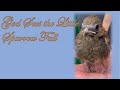 God Sees the Little Sparrow Fall