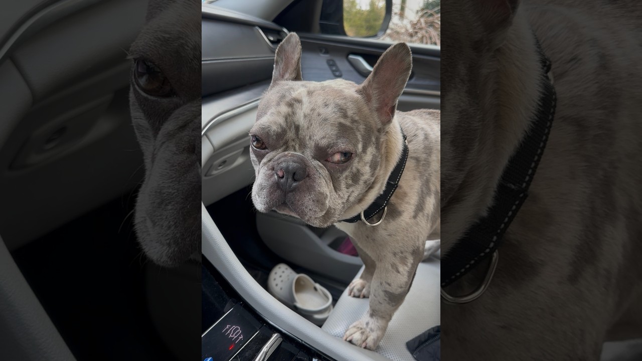 Enlarge Gary Boris - Local dog ~ special needs~, a Adoptable mixed breed in Andover, MA video 6/6