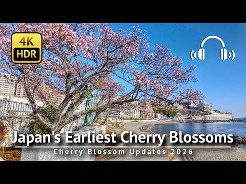 🌸 Japan’s Earliest Cherry Blossoms in Atami 2026 [4K/HDR/Binaural]