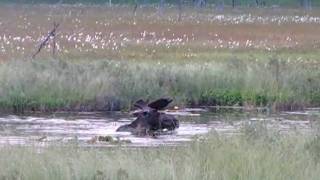 preview picture of video 'Bull moose near Talkeetna, Alaska'