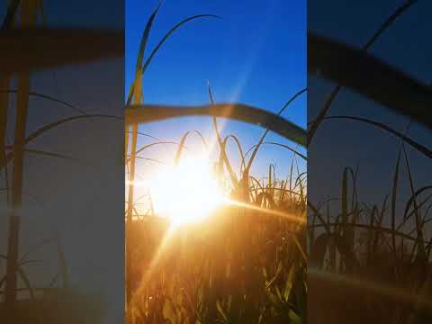 A luz do sol entre o canavial | Zona Rural de Andradina/SP