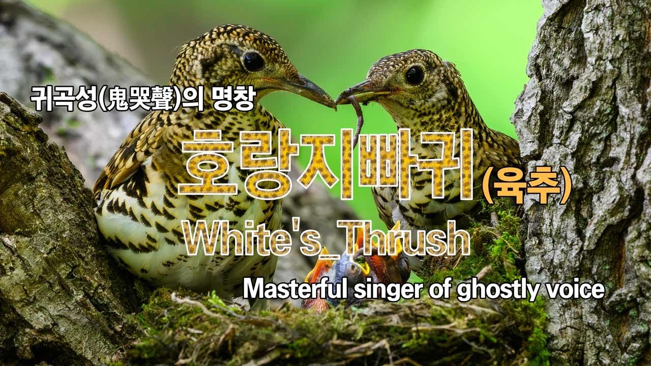 호랑지빠귀 유튜브 썸네일