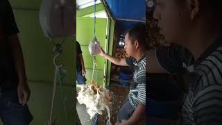 Download lagu panen ayam broiler || 37 hari mp3 Download lagu panen ayam broiler || 37 hari mp3