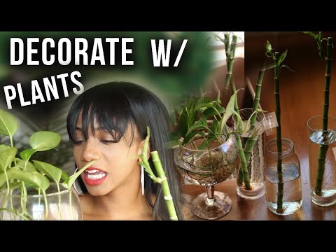 How to: Decorate Indoor Plants in an Apartment/Room! Minimal & Clean Tips  | Annesha Adams