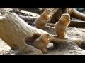 Prairie Dogs The Detroit Zoo