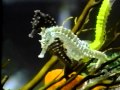 Deep Sea Dive I Found A Treasure
