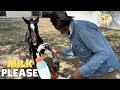 1 Week With Bottle Feeding Newborn Horse