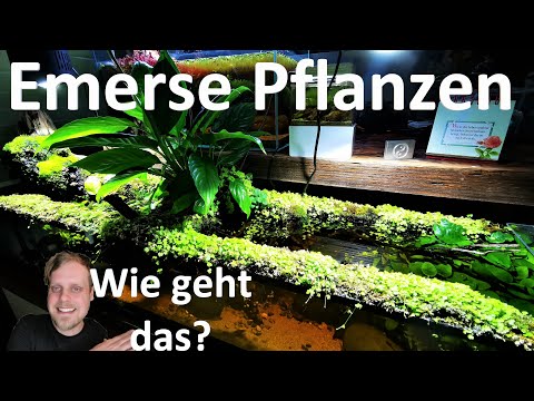 Ein Aquarium wächst nach oben! Emerse Pflanzen - Wie geht das eigentlich? Meine Erfahrungen