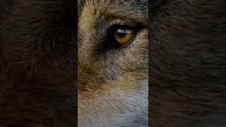 Wolf Eyes👁️👀🦊🐺 #short #animal #shorts #wolf