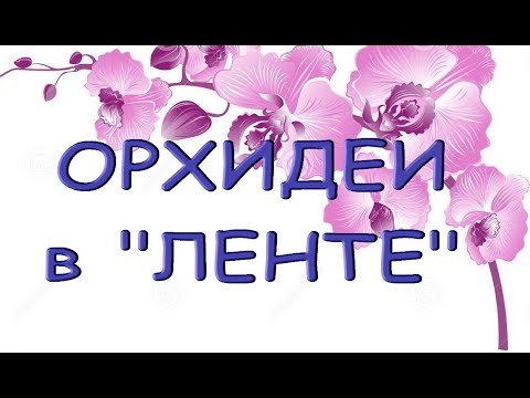ОРХИДЕИ:завоз в "ЛЕНТЕ",14.08.21,Самара,ул.Физкультурная,141.