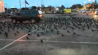 preview picture of video 'Reclaiming this Waco, Texas parking lot from the birds!'