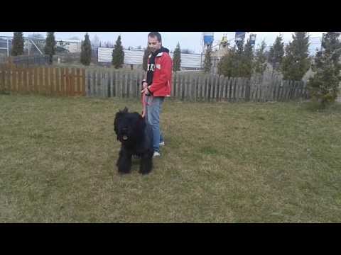 Basza ( Aśka ) 15.03.2014