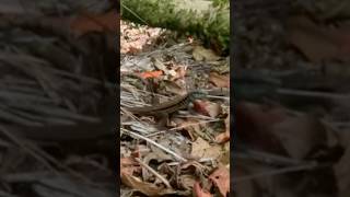 Meet the Incredible Lizard of Costa Rica! 🇨🇷