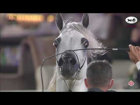 N 156 KALIL AL SHAQAB   Katara International Arabian Horse Festival   Stallions 4 6 Years Old Class