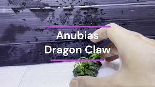 Aquatic Plants - Easy Aquarium Plants For Beginners - Types of Anubias Series - Rama Fish Aquascape