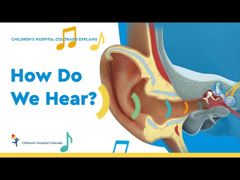 How Do Our Ears Work?