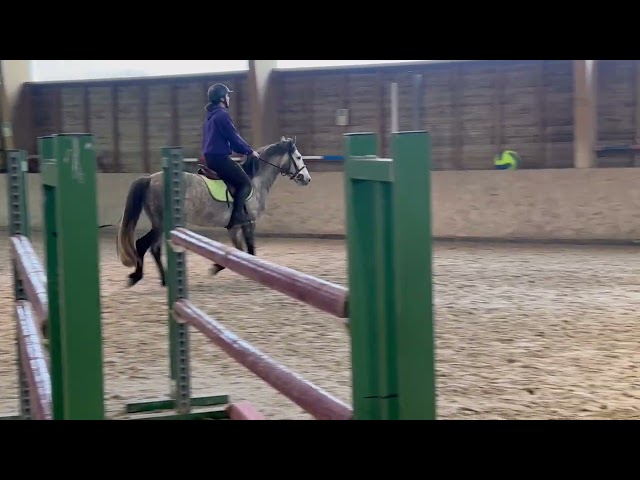 Poney de sport , hongre, 4 ans 