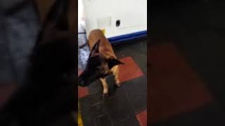 Belgian Shepherd Dog (Malinois) Puppies Videos